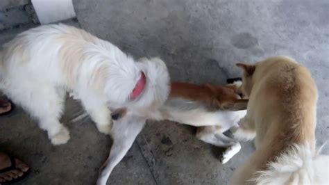 dog sex full video